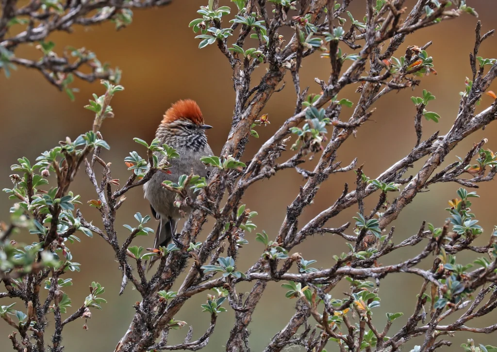 White-browed Tit-Spinetail on thin branch. Photo by David Fisher, Neotropical Bird Club.