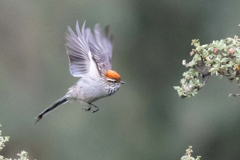 White-browed Tit-Spinetail in flight. Photo by James Hoagland, Macaulay Library at the Cornell Lab of Ornithology.