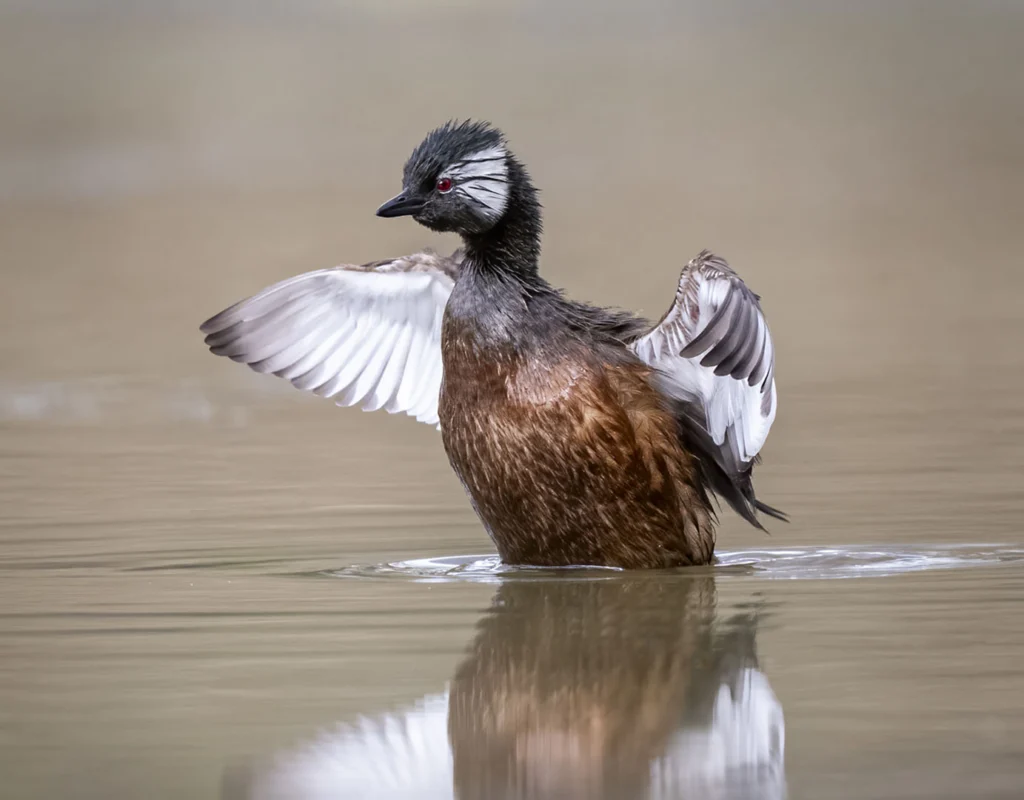 White-tufted Grebe in water with wings extended. Photo by Owen Deutsch.