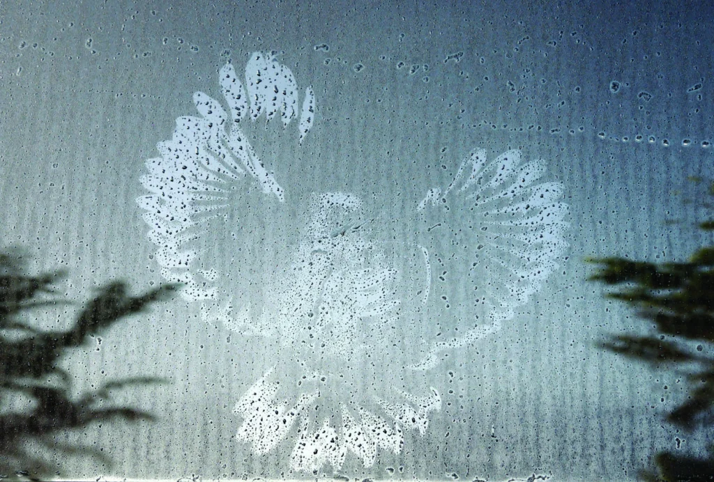 Imprit of an owl on a window after a collision. Photo by Warren Cooke.