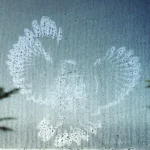 Imprit of an owl on a window after a collision. Photo by Warren Cooke.