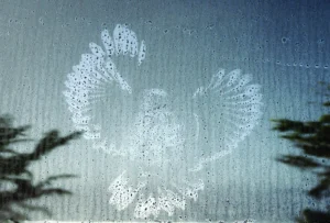 Imprit of an owl on a window after a collision. Photo by Warren Cooke.