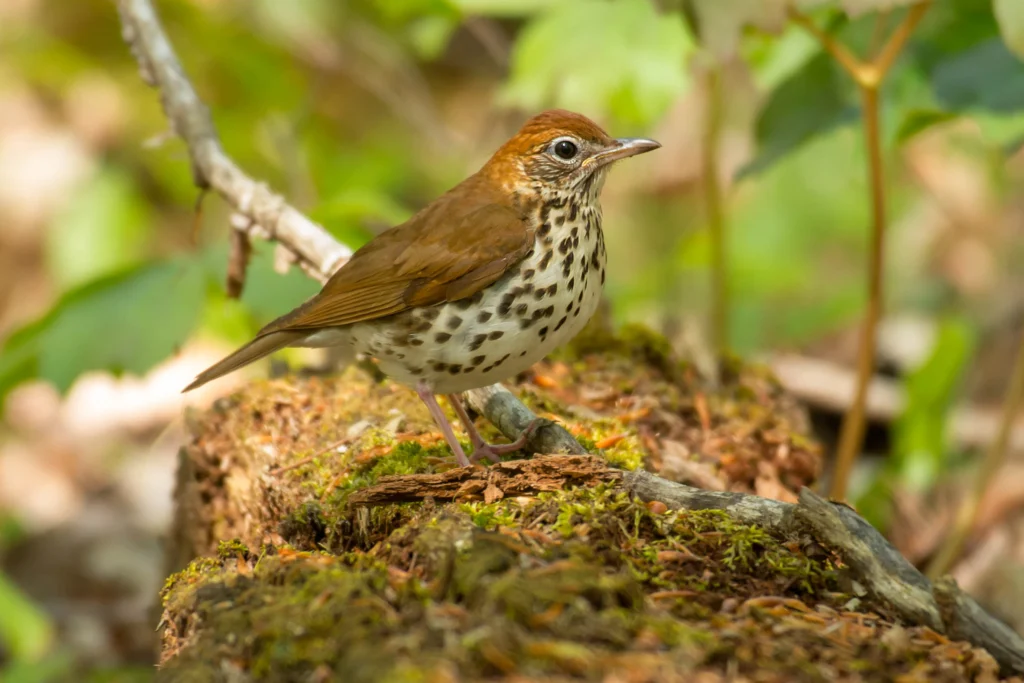 Wood Thrush on log