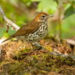 Wood Thrush on log
