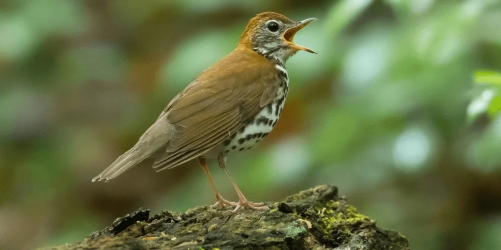 BirdsPlus Index: A Simple and Innovative Tool for Measuring Biodiversity on Working Lands