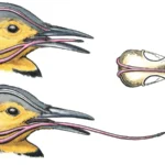 Woodpecker Tongue Diagram by Denise Takahashi
