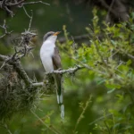 Yellow-billed Cuckoo perched on branch by nest. Photo by Owen Deutsch.