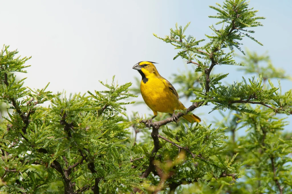 Yellow Cardinal perched in tree. Photo by Foto 4440, Shutterstock