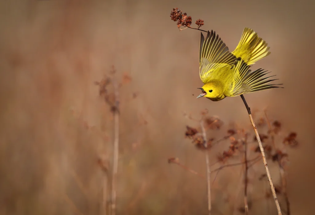 Yellow Warbler by Joshua Galicki