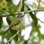 Best Management Practices for Farming and Ranching in Latin America and the Caribbean Support Birds, Nature, and People